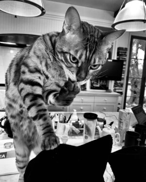Tim Roth Instagram - Also trouble...