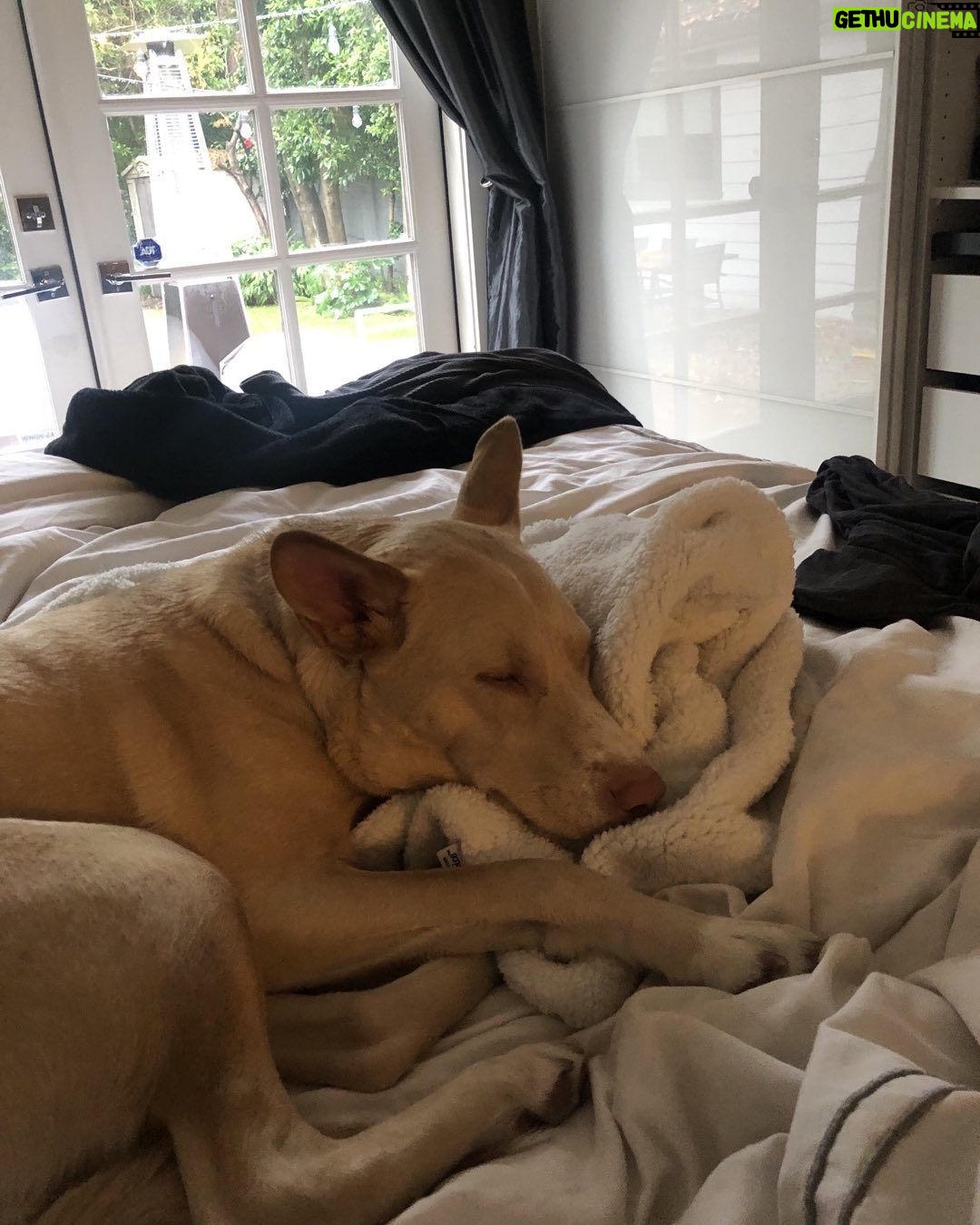 Timothy Omundson Instagram - Mabel took one look at the rain this morning and decided , Nah. Iām good. #MadAboutMabel š