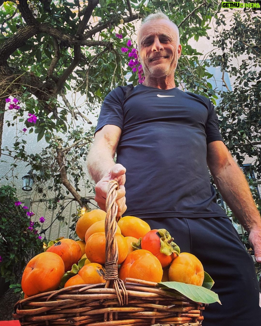 Timothy V. Murphy Instagram - My persimmon harvest!!!ππππππ #persimmon β¦any good recipes out there?