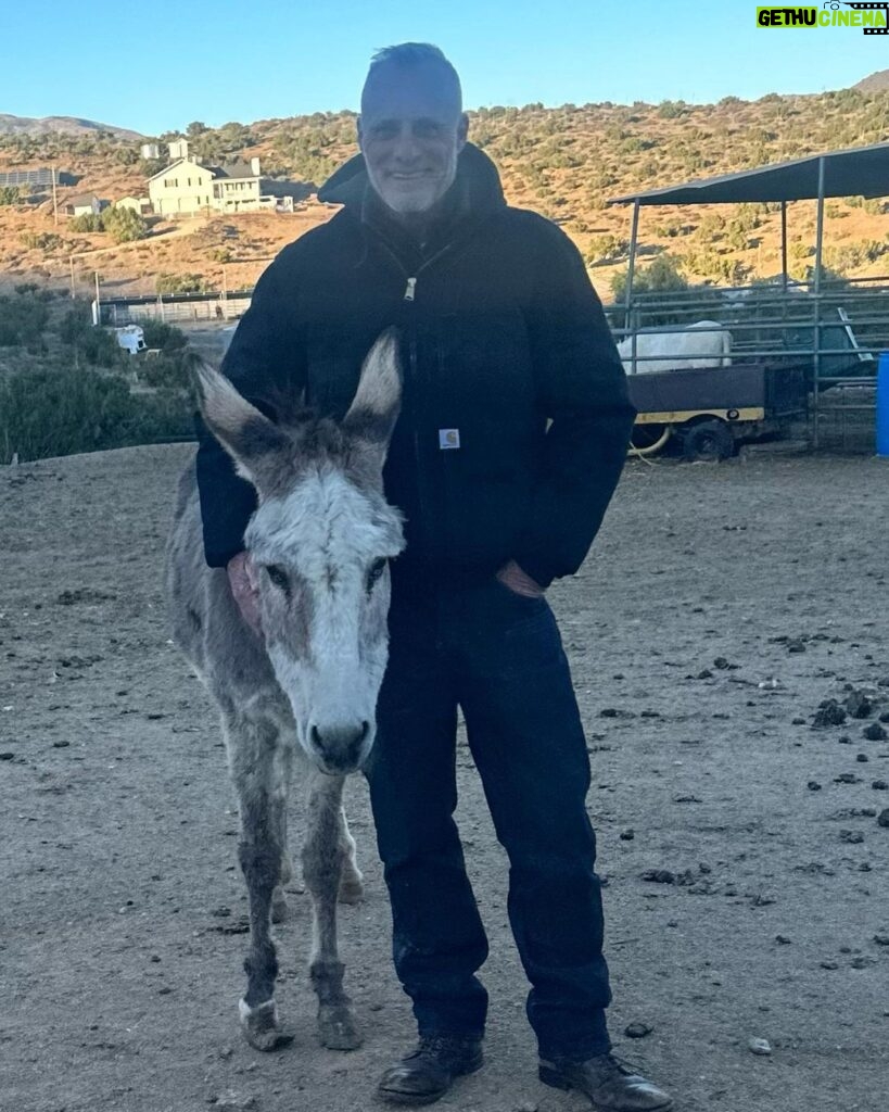 Timothy V. Murphy Instagram - One man and his donkey @caitlinamanley @nickywhelan @spiritofanimalsrescue #donkey 😍😍😍 @carhartt @blackbearbrand @beaglefreedom @thefryecompany