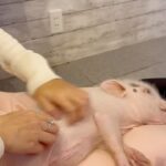 Tina Guo Instagram - Having coffee ☕️ with sweet baby pigs = perfect Sunday morning in Tokyo 🐷🩷 Piggy Heaven at @mipigcafe in Meguro, Tokyo Mipig +cafe