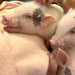 Tina Guo Instagram - Having coffee ☕️ with sweet baby pigs = perfect Sunday morning in Tokyo 🐷🩷 Piggy Heaven at @mipigcafe in Meguro, Tokyo Mipig +cafe