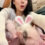 Tina Guo Instagram - Having coffee ☕️ with sweet baby pigs = perfect Sunday morning in Tokyo 🐷🩷 Piggy Heaven at @mipigcafe in Meguro, Tokyo Mipig +cafe