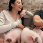 Tina Guo Instagram - Having coffee ☕️ with sweet baby pigs = perfect Sunday morning in Tokyo 🐷🩷 Piggy Heaven at @mipigcafe in Meguro, Tokyo Mipig +cafe