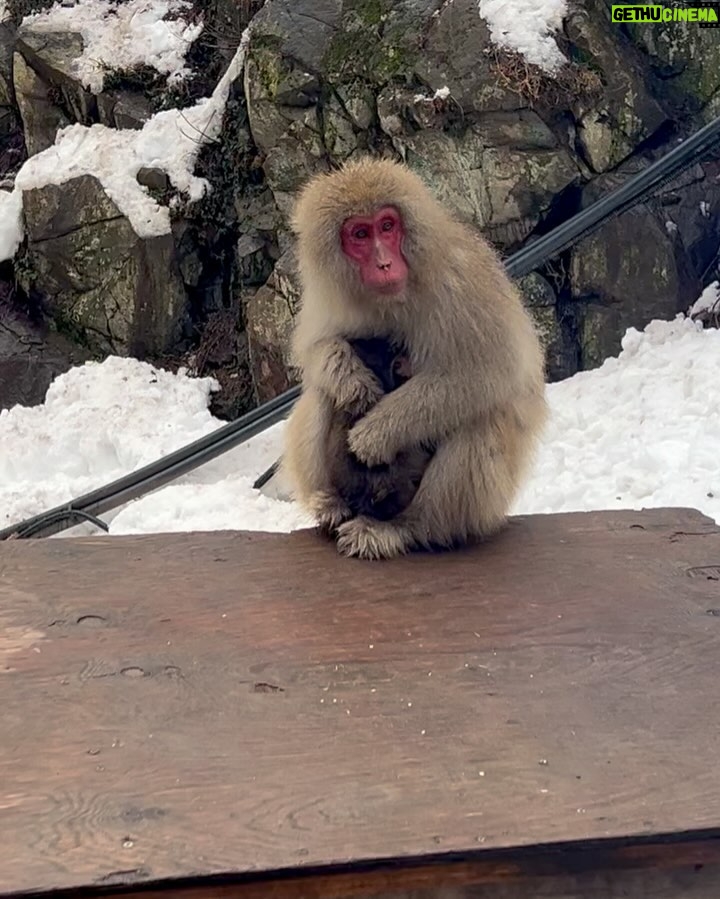 Tina Guo Instagram - Yesterday’s adventure: Shinkansen 🚄 Bullet Train from Tokyo to Nagano, bus from Nagano Station to the bottom of the mountain, 1 mile hike up a slightly icy path to monkey heaven 🏔️ 🐒❤️ 地獄谷野猿公苑 (Jigokudani Snow Monkey Park)