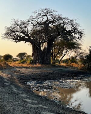 Tom Brady Instagram - What an incredible trip to the most amazing continent…Africa 🖤🖤🖤. It was another special reminder that life is TRULY about relationships and memories…This past week of my birthday I have had much time to reflect and be grateful for all the incredible blessings. I couldn’t imagine growing up as a boy in San Mateo that my life would become what it has… I’ve experienced quite a bit in the first 45 years I have lived, and what I have loved most is the people who I have shared the most life changing events with….my children, my family, my loved ones and friends and all of you have added so much to this incredible/adventurous life.

To wake up to sunrises and untouched parts of our beautiful planet, to witness these animals in all their glory, to see how different people can live with true joy and happiness continues to bring me great lessons in learning. Anyone who knows me knows I love quotes….I have two in my mind that I want to begin this next chapter with. They are profoundly meaningful to me and maybe you will like them as well! 

“The life you lead, is the lesson you teach”

“If I am not for myself, who will be for me? If I am not for others, what am I?” 

I’ve had them in my mind for some time, and I will continue to bring them with me on this journey of life. Thank you all for your love and support these first 45 years….I am taking these next days one at a time, focusing on being my best self for me, and others, and living a life of integrity and purpose.