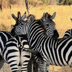 Tom Brady Instagram - What an incredible trip to the most amazing continent…Africa 🖤🖤🖤. It was another special reminder that life is TRULY about relationships and memories…This past week of my birthday I have had much time to reflect and be grateful for all the incredible blessings. I couldn’t imagine growing up as a boy in San Mateo that my life would become what it has… I’ve experienced quite a bit in the first 45 years I have lived, and what I have loved most is the people who I have shared the most life changing events with….my children, my family, my loved ones and friends and all of you have added so much to this incredible/adventurous life. To wake up to sunrises and untouched parts of our beautiful planet, to witness these animals in all their glory, to see how different people can live with true joy and happiness continues to bring me great lessons in learning. Anyone who knows me knows I love quotes….I have two in my mind that I want to begin this next chapter with. They are profoundly meaningful to me and maybe you will like them as well! “The life you lead, is the lesson you teach” “If I am not for myself, who will be for me? If I am not for others, what am I?” I’ve had them in my mind for some time, and I will continue to bring them with me on this journey of life. Thank you all for your love and support these first 45 years….I am taking these next days one at a time, focusing on being my best self for me, and others, and living a life of integrity and purpose.