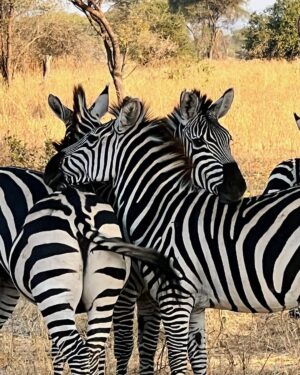 Tom Brady Instagram - What an incredible trip to the most amazing continent…Africa 🖤🖤🖤. It was another special reminder that life is TRULY about relationships and memories…This past week of my birthday I have had much time to reflect and be grateful for all the incredible blessings. I couldn’t imagine growing up as a boy in San Mateo that my life would become what it has… I’ve experienced quite a bit in the first 45 years I have lived, and what I have loved most is the people who I have shared the most life changing events with….my children, my family, my loved ones and friends and all of you have added so much to this incredible/adventurous life.

To wake up to sunrises and untouched parts of our beautiful planet, to witness these animals in all their glory, to see how different people can live with true joy and happiness continues to bring me great lessons in learning. Anyone who knows me knows I love quotes….I have two in my mind that I want to begin this next chapter with. They are profoundly meaningful to me and maybe you will like them as well! 

“The life you lead, is the lesson you teach”

“If I am not for myself, who will be for me? If I am not for others, what am I?” 

I’ve had them in my mind for some time, and I will continue to bring them with me on this journey of life. Thank you all for your love and support these first 45 years….I am taking these next days one at a time, focusing on being my best self for me, and others, and living a life of integrity and purpose.