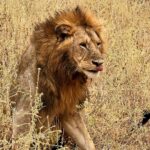 Tom Brady Instagram – What an incredible trip to the most amazing continent…Africa 🖤🖤🖤. It was another special reminder that life is TRULY about relationships and memories…This past week of my birthday I have had much time to reflect and be grateful for all the incredible blessings. I couldn’t imagine growing up as a boy in San Mateo that my life would become what it has… I’ve experienced quite a bit in the first 45 years I have lived, and what I have loved most is the people who I have shared the most life changing events with….my children, my family, my loved ones and friends and all of you have added so much to this incredible/adventurous life.

To wake up to sunrises and untouched parts of our beautiful planet, to witness these animals in all their glory, to see how different people can live with true joy and happiness continues to bring me great lessons in learning. Anyone who knows me knows I love quotes….I have two in my mind that I want to begin this next chapter with. They are profoundly meaningful to me and maybe you will like them as well! 

“The life you lead, is the lesson you teach”

“If I am not for myself, who will be for me? If I am not for others, what am I?” 

I’ve had them in my mind for some time, and I will continue to bring them with me on this journey of life. Thank you all for your love and support these first 45 years….I am taking these next days one at a time, focusing on being my best self for me, and others, and living a life of integrity and purpose.