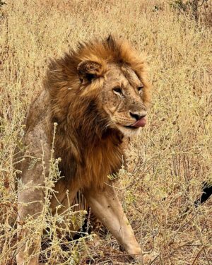 Tom Brady Instagram - What an incredible trip to the most amazing continent…Africa 🖤🖤🖤. It was another special reminder that life is TRULY about relationships and memories…This past week of my birthday I have had much time to reflect and be grateful for all the incredible blessings. I couldn’t imagine growing up as a boy in San Mateo that my life would become what it has… I’ve experienced quite a bit in the first 45 years I have lived, and what I have loved most is the people who I have shared the most life changing events with….my children, my family, my loved ones and friends and all of you have added so much to this incredible/adventurous life.

To wake up to sunrises and untouched parts of our beautiful planet, to witness these animals in all their glory, to see how different people can live with true joy and happiness continues to bring me great lessons in learning. Anyone who knows me knows I love quotes….I have two in my mind that I want to begin this next chapter with. They are profoundly meaningful to me and maybe you will like them as well! 

“The life you lead, is the lesson you teach”

“If I am not for myself, who will be for me? If I am not for others, what am I?” 

I’ve had them in my mind for some time, and I will continue to bring them with me on this journey of life. Thank you all for your love and support these first 45 years….I am taking these next days one at a time, focusing on being my best self for me, and others, and living a life of integrity and purpose.