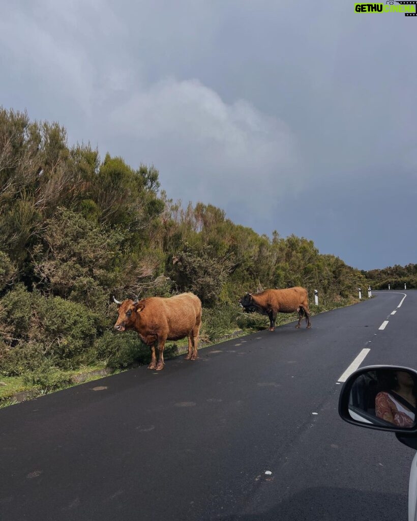Tomás Silva Instagram - dump tardio do segundo dia em que percebi que a madeira é mais instável que eu, com vaquinhas na estrada, chuva do nada e tempo incrível depois com pôr do sol magnífico 🌊🌅🫰🏻 Madeira, Portugal