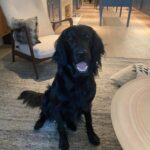 Tom Colicchio Instagram - Dog pics for gloomy days @verytikigirl New York, New York