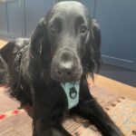 Tom Colicchio Instagram - Dog pics for gloomy days @verytikigirl New York, New York
