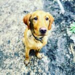 Tom Felton Instagram - Forrest is six months old today. He’s been nothing but a joy. Swipe for our family portrait attempts x
