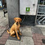 Tom Felton Instagram – Dog stop