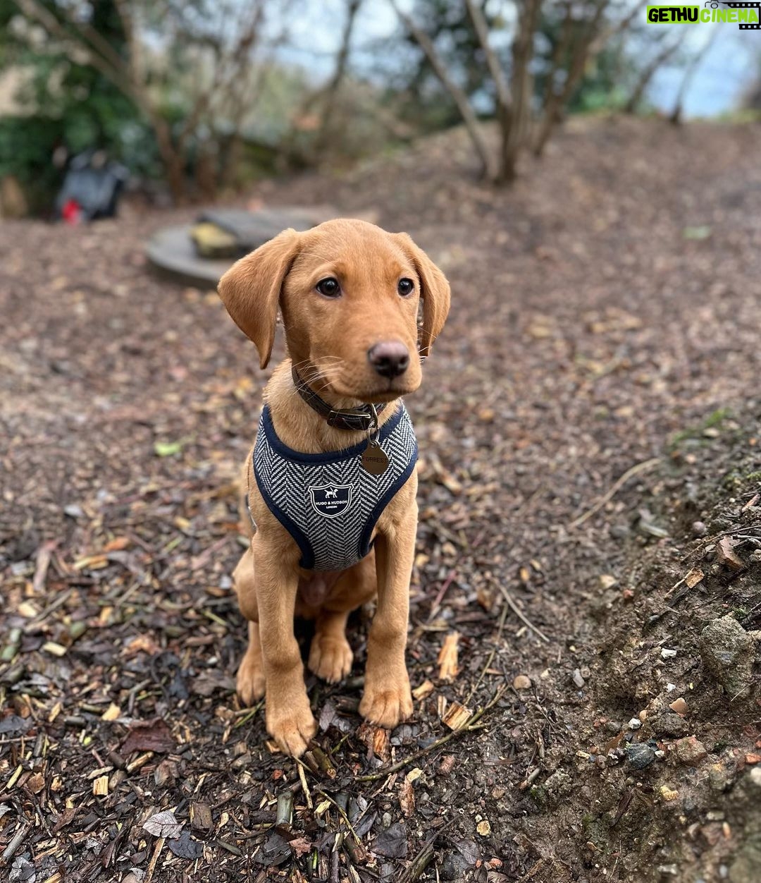 Tom Felton Instagram - Happy Monday - Forrest
