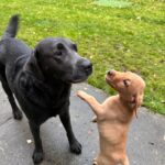 Tom Felton Instagram - Happy dogs happy life x #forrestandwillow