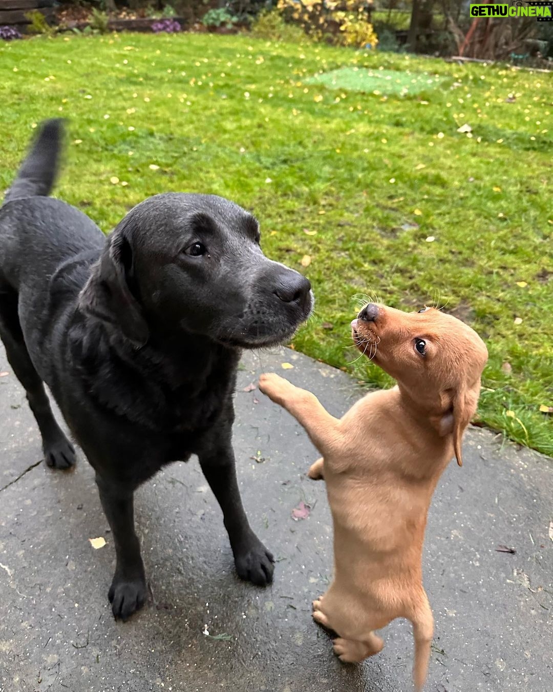 Tom Felton Instagram - Happy dogs happy life x #forrestandwillow
