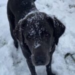 Tom Felton Instagram - It snowed - Willow