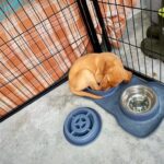 Tom Felton Instagram - Sometimes I like to sleep where my bowl sleeps - Forrest