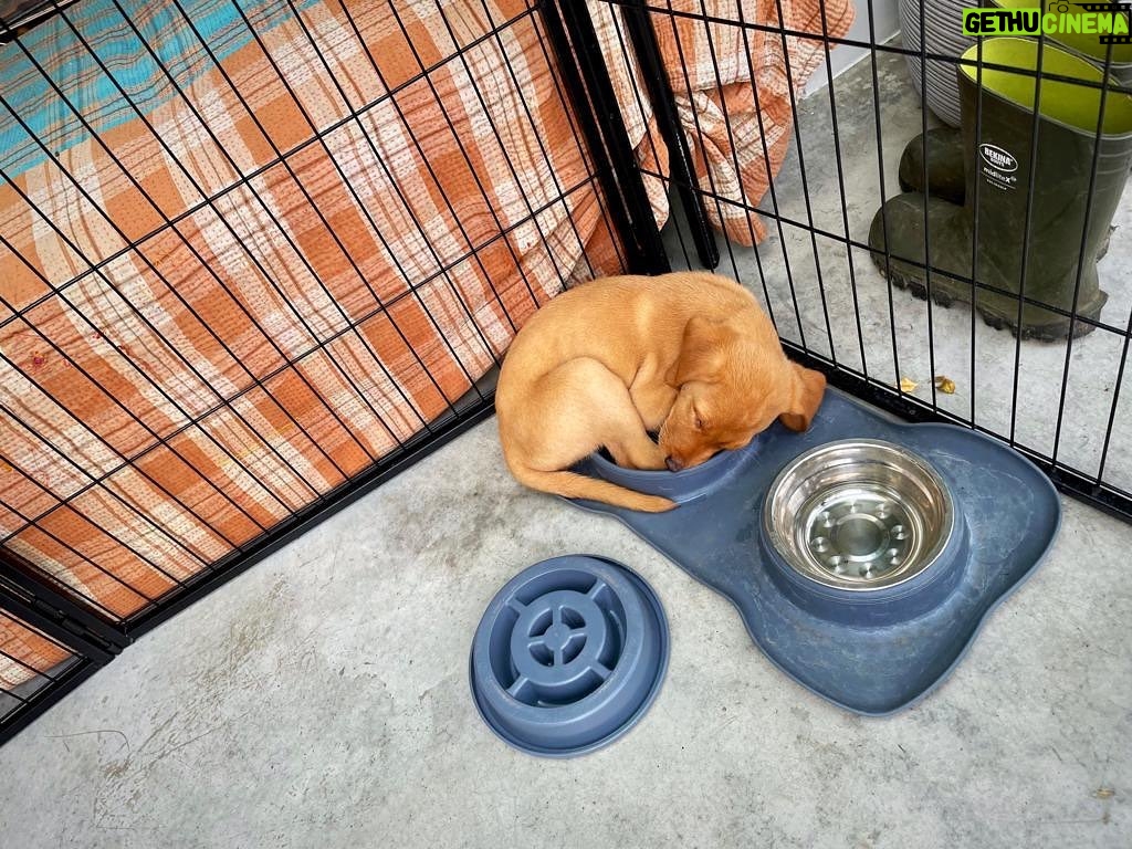 Tom Felton Instagram - Sometimes I like to sleep where my bowl sleeps - Forrest