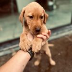 Tom Felton Instagram - It gives me great pleasure to introduce Forrest. Welcome to the family mate xx #herewegoagain