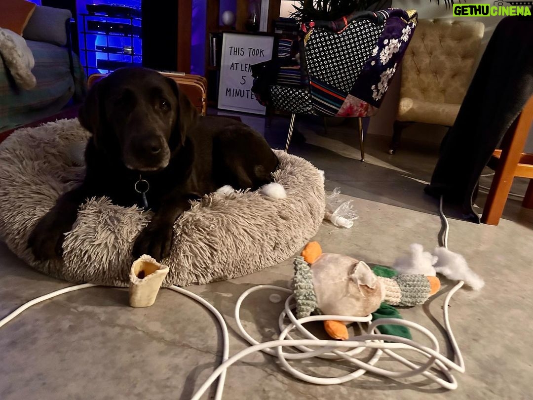 Tom Felton Instagram - Ducky tripped over the cable , panicked then ripped his own voice box out. That’s my story and I’m sticking to it - Willow