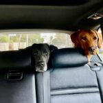Tom Felton Instagram - Please tell me we’re going to the park dad