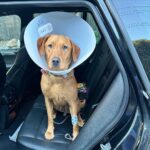 Tom Felton Instagram - Such a little trooper ❤️