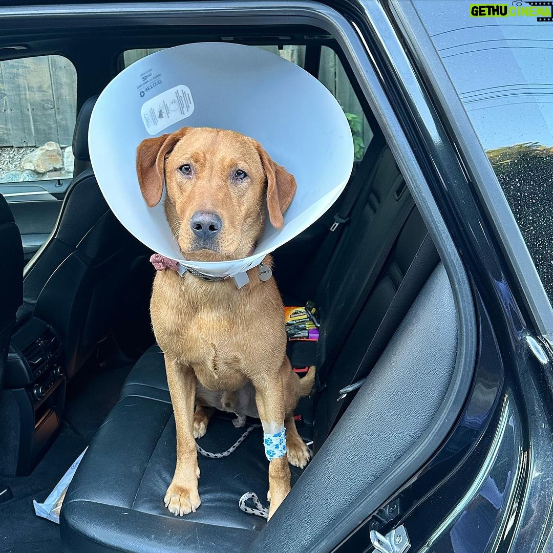 Tom Felton Instagram - Such a little trooper ❤️