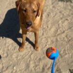 Tom Felton Instagram - Fastest dog in the west 🎾 x