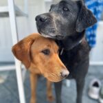 Tom Felton Instagram - What’s better than a dogs love. Two