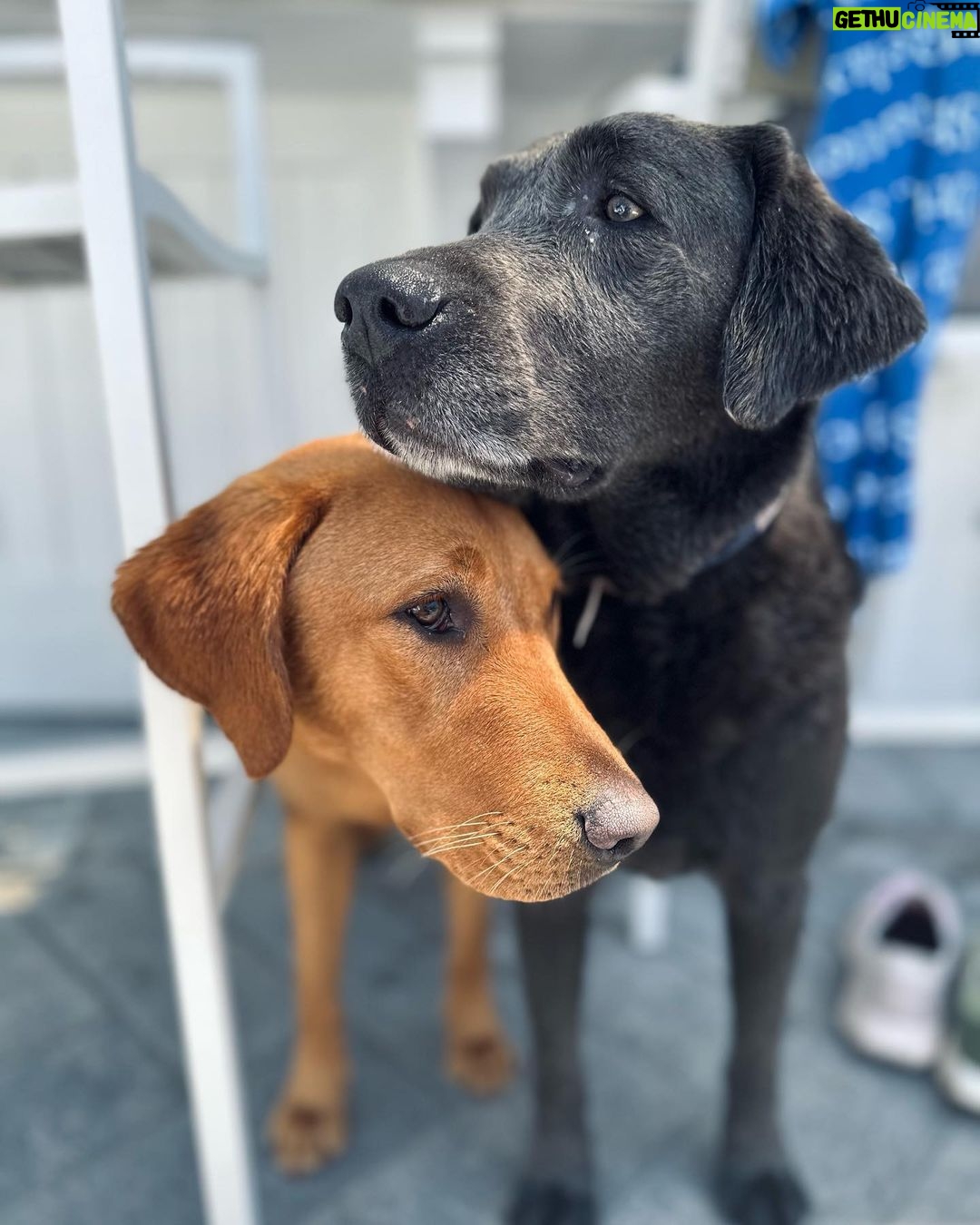 Tom Felton Instagram - What’s better than a dogs love. Two