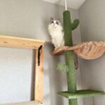 Toman Instagram - キャットタワーを新調したら なかなか使ってくれなくて (5年モノの愛用タワーの方がいいらしく...) 最近はやっと3人で登ってくれたり 癒されたり、ホッとしています。 #次女のBibian #自分より猫のものを買う生活 #自分の健康診断も行かず猫たちの精密健康検査 #今年は人間ドックに行きたいな #壁紙張り替えました