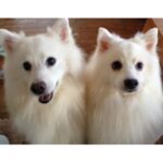 Toman Instagram - マイラブリーブラザーズを 見つけてしまい連れて帰った🚶🏻🚶🏻🚶🏻 今頃お空から我が家のやんちゃ娘たちと甘えん坊息子を見守ってくれているかな...☁️ たまには帰ってきて我が家を覗いて お姉ちゃんたちに「シャーーーー👹ッ」される アンバーの味方してあげてね...笑 #日本スピッツ