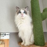Toman Instagram - キャットタワーを新調したら なかなか使ってくれなくて (5年モノの愛用タワーの方がいいらしく...) 最近はやっと3人で登ってくれたり 癒されたり、ホッとしています。 #次女のBibian #自分より猫のものを買う生活 #自分の健康診断も行かず猫たちの精密健康検査 #今年は人間ドックに行きたいな #壁紙張り替えました