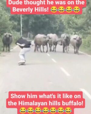 Tony Hawk Instagram - Friday fun:

1) Bolivian girls celebrate their Independence Day in the best possible way (via @imillaskate)

2) THPS… hiking edition? (via chiefgyk3d TikTok)

3) Buffalo stance vs buffalo herd (via @pranalchavan_)

4) @reese__nelson blasting over my fs ng. 
“Get ready for greatness, Reese”