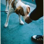 Tony Revolori Instagram - Had a great opportunity to have a brain-fogged chat with Cariann @l.odet and dope dog and pancake filled shoot with @dimitritzoy. Had a blast doing both. Big thank you to @skylightbooks for letting us sneak some photos in the store. Shoes: @onitsukatigerofficial Hoodie: @logic