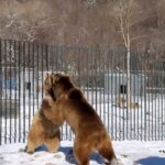 Tovino Thomas Instagram - “I’ll never be like other people, but that’s alright because I’m a bear.” 🐻 #chilledbear❄️🐻 #sabaduriforest #mtskheta #tblisi #georgia🇬🇪 #zoologicalcentre #brownbear ზოოლოგიური ცენტრი / Zoological Center