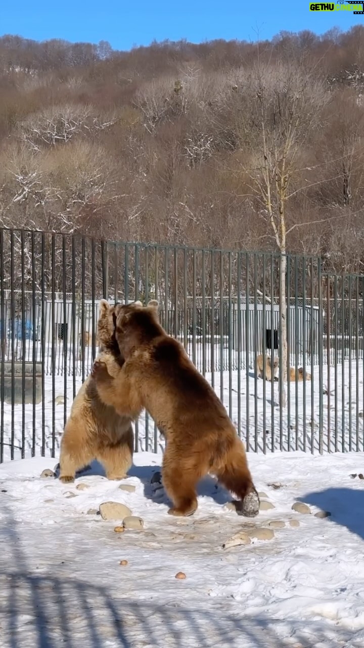Tovino Thomas Instagram - “I’ll never be like other people, but that’s alright because I’m a bear.” 🐻 #chilledbear❄️🐻 #sabaduriforest #mtskheta #tblisi #georgia🇬🇪 #zoologicalcentre #brownbear ზოოლოგიური ცენტრი / Zoological Center