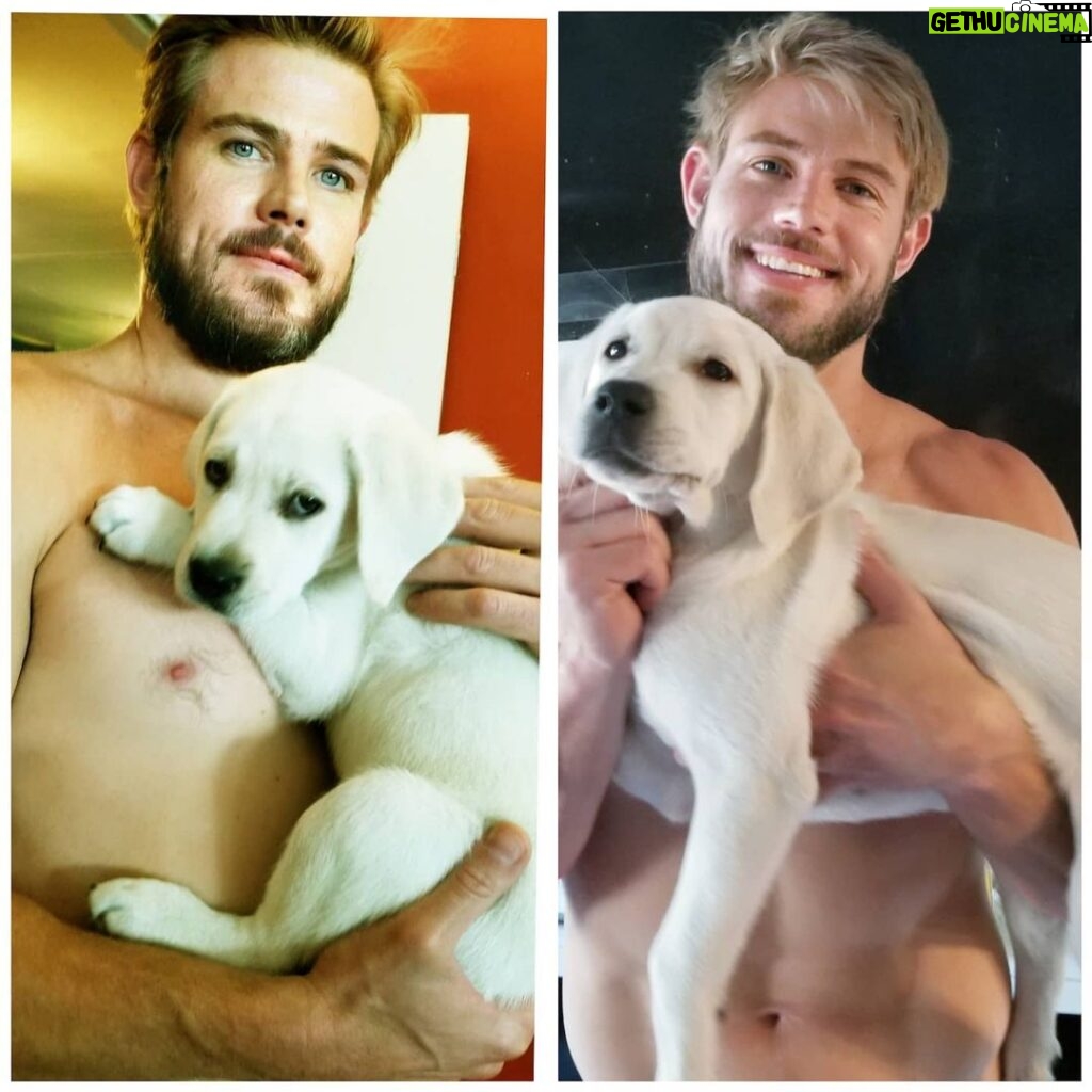 Trevor Donovan Instagram - Day 1 and Day 50. Chancers is growing so fast. His collar doesn't fit anymore. #labradorretriever