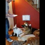 Trevor Donovan Instagram - Today Dogbert would be 9 yrs old. We had a feeling he wouldn't make it to celebrate, so we threw him a party while he was still with us. #HappyBirthday DB we miss you dearly! Your legacy will live on, I promise. Love Always.... #happy420 #420 #GermanShepherd West Hollywood, California