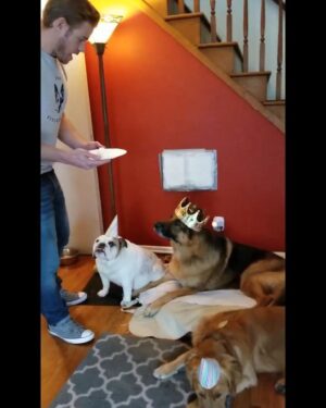Trevor Donovan Instagram - Today Dogbert would be 9 yrs old. We had a feeling he wouldn't make it to celebrate, so we threw him a party while he was still with us. #HappyBirthday DB we miss you dearly! Your legacy will live on, I promise. Love Always.... #happy420 #420 #GermanShepherd