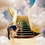 Trevor Donovan Instagram - Thank you everyone for the heartfelt comments. Someone said "I never met Dogbert but felt like he was my dog." Dogbert has touched many hearts. His courage through this horrible disease, Degenerative Myelopathy, was truly inspiring, we humans can learn a lot from dogs, especially about finding and accentuating the positive. Breeders need to test dogs for the DM gene. If they breed a DM dog they must be severely punished. You can test for it urself with a Q-Tip. Google Degenerative Myelopathy and get informed. Trust me, you don't want to go through this. #GermanShepherd #dogs #degenerativemyelopathy #dm Los Angeles, California