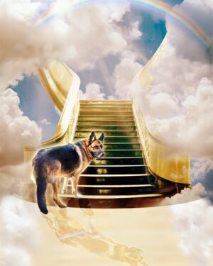 Trevor Donovan Instagram - Thank you everyone for the heartfelt comments.  Someone said "I never met Dogbert but felt like he was my dog." Dogbert has touched many hearts.  His courage through this horrible disease, Degenerative  Myelopathy, was truly inspiring, we humans can learn a lot from dogs, especially about finding and accentuating the positive. Breeders need to test dogs for the DM gene.  If they breed a DM dog they must be severely punished.  You can test for it urself with a Q-Tip.  Google Degenerative  Myelopathy and get informed. Trust me, you don't want to go through this.  #GermanShepherd #dogs #degenerativemyelopathy #dm