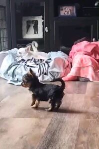 Trevor Donovan Instagram - So dramatic 🙄 😅 #dogsofinstagram