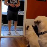 Trevor Donovan Instagram - Dogs will give you all the love they have in their hearts, and all they ask in return is that you let them. 💚 #Bulldog #labradorretriever #dogsofinstagram #tremma