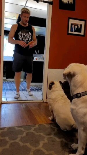 Trevor Donovan Instagram - Dogs will give you all the love they have in their hearts, and all they ask in return is that you let them. 💚 #Bulldog #labradorretriever #dogsofinstagram #tremma