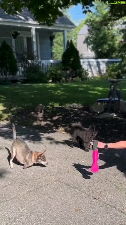 Trevor Donovan Instagram - In her first steps with new legs, this brave little dog shows us that life's hurdles are tough, but with determination, every step becomes a leap forward! 💪 @amira.amiracle