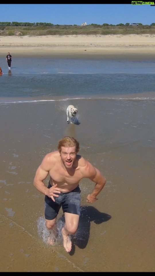 Trevor Donovan Instagram - Day at the beach ⛱️ part #1 🌊 Appreciate the little things. 🤟 #goldenretriever #labrador #dogsofinstagram #teamupstanders #manhattanbeach #beach #goodfriday